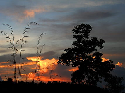 solnedgang, Eventide, landskab, skyer, natur, træ, skumring, himmel, silhuet, plante, sky - himmel, skønhed i naturen, scenics - natur, vækst, ro, rolig scene, orange farve, ingen mennesker, lav vinkel visning, ikke-urbane scene, idyllisk, dramatisk himmel, udendørs, jord, 2K, CC0, offentligt domæne, royaltyfrie