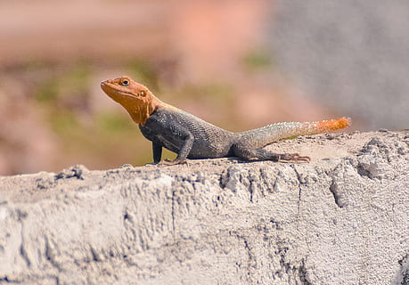 musta, ruskea, lisko, iguana, aurinkoinen, taivas, musta ja ruskea, rock, matelija, eläin, luonto, villieläimet, lohikäärme, lähikuva, yksi eläin, eläinten villieläimet, eläimiä, eläinten teemoja, vankka, rock - esine, selkärankainen, ei ihmisiä, sivukuva, päivä, ulkona, keskittyä etualalle, parrakas lohikäärme, valikoiva tarkennus, profiilinäkymä, eläinten mittakaavassa, 2K, CC0, public domain, rojaltivapaa