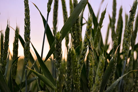 espiguetes, futur, pa, creixement, planta, agricultura, cultiu, planta de cereals, camp, color verd, terra, escena rural, granja, naturalesa, bellesa a la natura, primer pla, cap gent, paisatge, dia, tranquil·litat, a l'aire lliure, centrar-se en primer pla, blat, 2K, CC0, domini públic, lliure de regalies