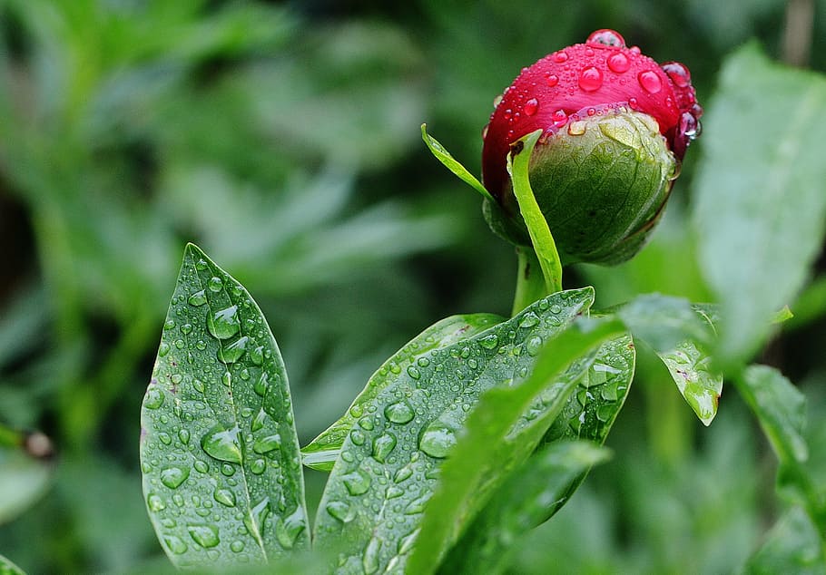 Wassertropfen, rot, Rose, Pfingstrose, Regen, tropfen, Regentropfen, Natur, Makro, Perlen, Pflanze, Blatt, Frische, grüne Farbe, Nahansicht, Lebensmittel, fallen, Wasser, nass, Schönheit in der Natur, Pflanzenteil, Wachstum, Blume, keine Leute, Knospe, blühende Pflanze, Fokus auf den Vordergrund, draußen, Tau, 4K
