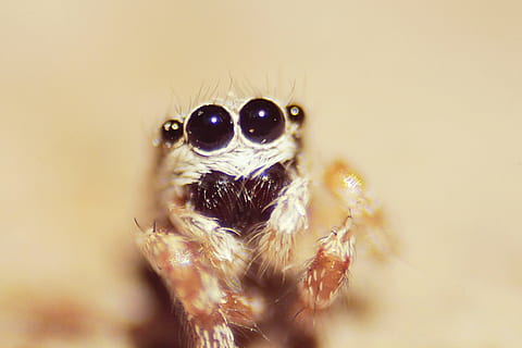 edderkop, øje, makro, dyre temaer, et dyr, dyr, dyreliv, leddyr, arachnid, hoppe edderkop, hvirvelløse, dyr i naturen, tæt på, insekt, zoologi, dyr kropsdel, kigger på kameraet, dyr øje, portræt, selektiv fokusering, ingen mennesker, dyr ben, dyr hoved, dyre mund, 4K, CC0, offentligt domæne, royaltyfrie