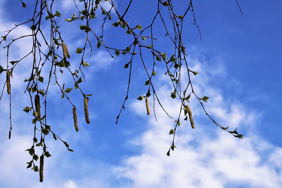forår, træ, afdeling, himmel, ved retten i, natur, miljøet, plante, blå himmel, blå, ingen, daggry familie, løv, solopgang, årstiderne, lav vinkel visning, sky - himmel, skønhed i naturen, ingen mennesker, dag, vækst, udendørs, Kvist, tæt på, ro, fokus på forgrunden, mad, fisse pil, efterår, 5K