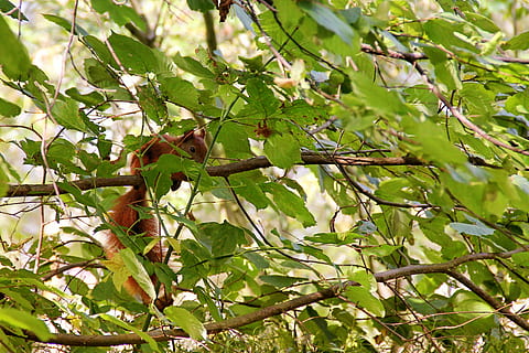 Eichhörnchen, Baum, Geäst, Blätter, ästhetisch, Säugetier, Waldtiere, Pflanze, Blatt, Pflanzenteil, Wachstum, Ast, keine Leute, grüne Farbe, Natur, Schönheit in der Natur, Tag, Flachwinkelansicht, Blume, Fokus auf den Vordergrund, draußen, Tiere in freier Wildbahn, Tierthemen, ein Tier, blühende Pflanze, Vollbild, 2K, CC0, gemeinfrei, lizenzfrei