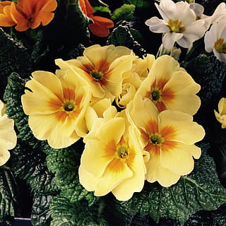 primula, flors, primavera, Pasqua, groc, cowslip, festa, sort, pasatemps, creatiu, amor, gratitud, víctimes, Pentecosta, regal, Dia de les dones, aroma, perfum, substància activa, cosmètics, spa, bellesa, bonic, cel·lular, jardí, parc, relaxació, sorpresa, tee, preparació, planta medicinal, Alemanya, illa, mainau, península, més, llocs d'interès, al sud, color, verd, flor, planta amb flors, fragilitat, vulnerabilitat, bellesa a la natura, pètal, planta, frescor, inflorescència, cap de flor, primer pla, creixement, naturalesa, pol·len, dia, cap gent, vista d’angle alt, a l'aire lliure, filtre de producció automàtica, arranjament floral, 1080P, CC0, domini públic, lliure de regalies