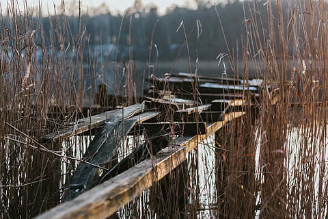 walk, lake, by the lake, water, dog, swan, nature, river, outdoors, rural Scene, reed - Grass Family, winter, day, no people, plant, tranquility, grass, dry, focus on foreground, wood - material, close-up, tree, growth, dead plant, selective focus, 5K, CC0, public domain, royalty free