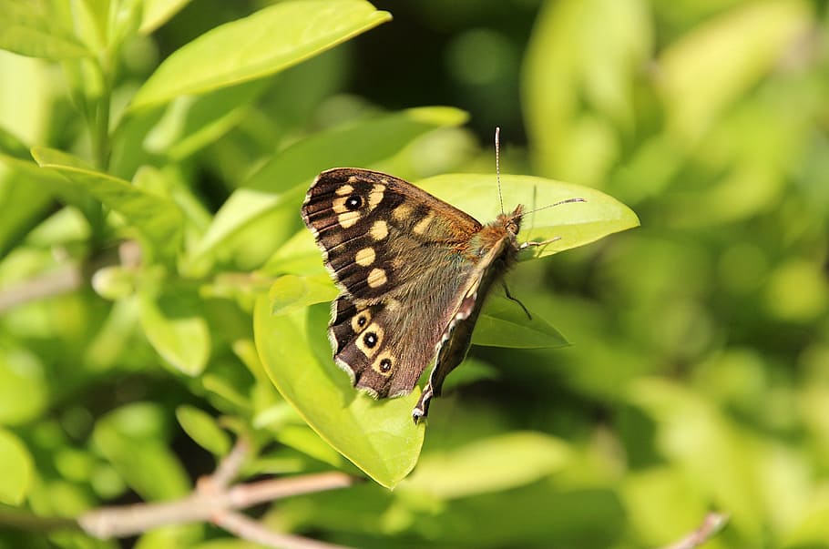 primavera, error, papallona, arbust, antenes, ulls, fusta tacada, insecte, papallona - insecte, naturalesa, animal, ala dels animals, vida salvatge, estiu, bellesa a la natura, temes d'animals, fauna animal, invertebrat, un animal, animals a la natura, planta, primer pla, color verd, flor, cap gent, part de la planta, full, centrar-se en primer pla, dia, polinització, 5K