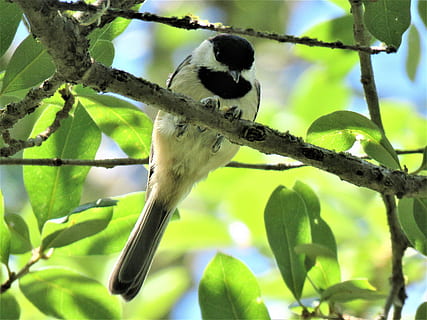 bird, tiny, chickadee, tree, wildlife, animal wildlife, animals in the wild, branch, animal, one animal, animal themes, plant, focus on foreground, plant part, vertebrate, leaf, day, nature, low angle view, no people, perching, outdoors, growth, green color, 4K, CC0, public domain, royalty free