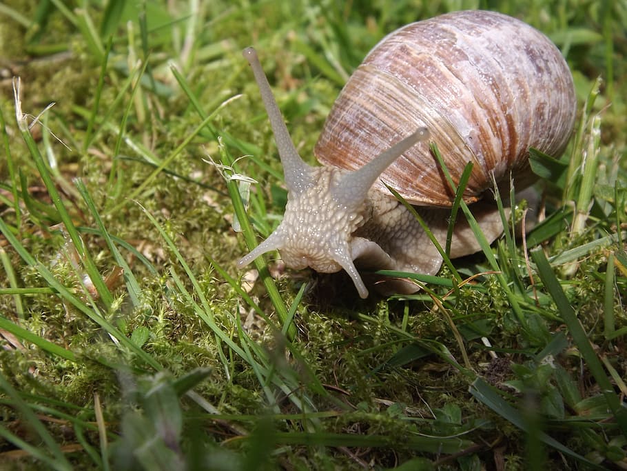 Schnecke, Molluske, Muschel, Weichtier, Schale, ein Tier, Tierthemen, Tiere in freier Wildbahn, Natur, Gastropode, Tierwelt, Tier, Gras, wirbellos, Nahansicht, Pflanze, Feld, Tag, Land, keine Leute, grüne Farbe, Tierantenne, 4K