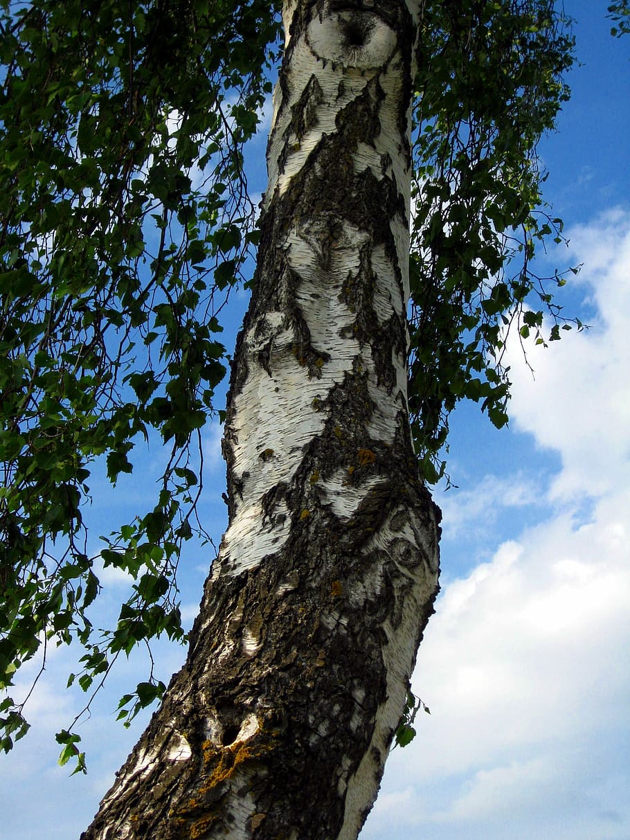 bedoll, arbre, tribu, escorça, fulles, fusta, bedoll, arbre, naturalesa, tronc de l'arbre, cel, dia, núvol - cel, planta, tronc, vista d’angle baix, creixement, cap gent, tranquil·litat, branca, bellesa a la natura, a l'aire lliure, alta - alta, textura, color verd, patró natural, directament a sota, 2K