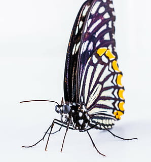 fluture, insectă, natură, fluture - insectă, animal, animal aripă, macro, a închide, biologie, multi colorate, frumusețe în natură, fragilitate, studio shot, nevertebrat, animale tematice, un animal, nici o persoana, în interior, fundal alb, animale sălbatice, partea corpului animalului, animale în sălbăticie, elimina, un singur obiect, floare, 4K, CC0, domeniu public, fără drepturi de autor