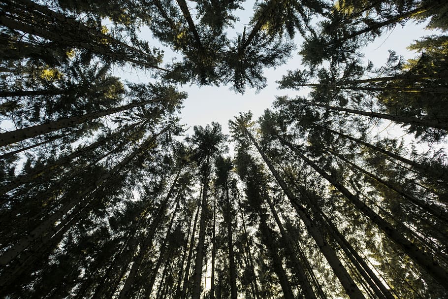 červ, prohlížení fotografií, zelená, tropický, stromy, fotografování s nízkým úhlem, listoval, strom, les, vzhlížet, zespodu, široký úhel, rostlina, nízký úhel pohledu, krása v přírodě, vysoká - vysoká, klid, přistát, nebe, nikdo, růst, kmen stromu, kufr, Příroda, strom baldachýn, přímo pod, klidné scény, den, venku, jehličnatého stromu, bambus - rostlina, borové lesy, 5K