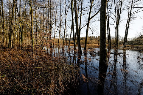 oste, coses baixes, inundació, riu, naturalesa, arbre, aigües, paisatge, fusta, aigua, tranquil·litat, planta, arbre nu, escena tranquil·la, cap gent, bosc, llac, terra, reflexió, bellesa a la natura, escenics - natura, escena no urbana, cel, zones humides, tronc, creixement, a l'aire lliure, pantà, 2K, CC0, domini públic, lliure de regalies