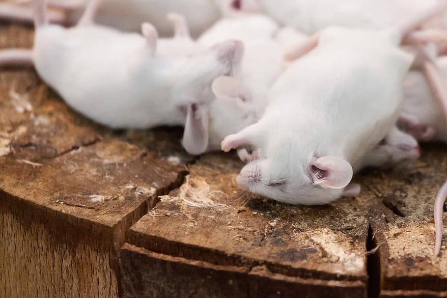 tot, Maus, Pest, Schwanz, Tod, sterben, Nahansicht, Nagetier, Tiere, töten, Mäuse, Tier, ausgerottet, Pelz, Leiche, Nagetiere, Ungeziefer, Ersparnisse, Finanzen, keine Leute, drinnen, Sparschwein, Säugetier, Tierthemen, Haustiere, inländisch, ein Tier, Schwein, Ratte, Tierkörperteil, Lebensmittel, weiße Farbe, Vieh, Essen und Trinken, Holz - Material, Tierkopf, 720P