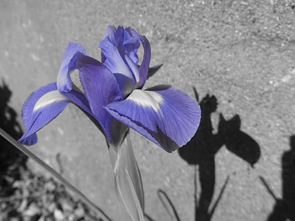 irisbloem, paars, iris, bloem, natuur, bloemblad, Purper, bloemhoofd, breekbaarheid, bloeiende plant, kwetsbaarheid, versheid, schoonheid in de natuur, fabriek, detailopname, bloeiwijze, hoge hoekmening, groei, schaduw, dag, geen mensen, zonlicht, plantkunde, buitenshuis, iris - plant, 4K, CC0, publiek domein, royaltyvrij