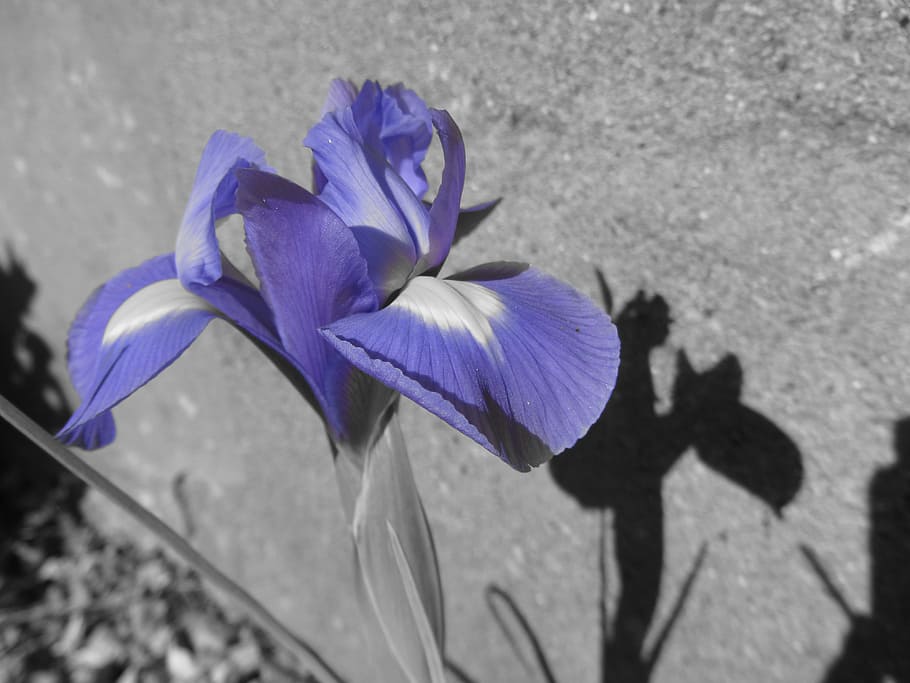 iris, flor, violeta, iris, flor, naturalesa, pètal, porpra, cap de flor, fragilitat, planta amb flors, vulnerabilitat, frescor, bellesa a la natura, planta, primer pla, inflorescència, vista d’angle alt, creixement, ombra, dia, cap gent, llum solar, botànica, a l'aire lliure, iris - planta, 4K