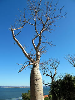 baobabas, medis, perth, Australija, botanikos, sodas, pobūdį, dangus, šakos, plikas medis, augalų, mėlyna, filialas, švarus dangus, vaizdai - gamta, ramybė, nėra žmonių, dieną, grožis gamtoje, bagažinė, medžio kamienas, ramioje scenoje, saulės šviesa, lauke, ne miesto scenoje, vanduo, negyvas augalas, 4K, CC0, Viešasis domenas, nemokamai