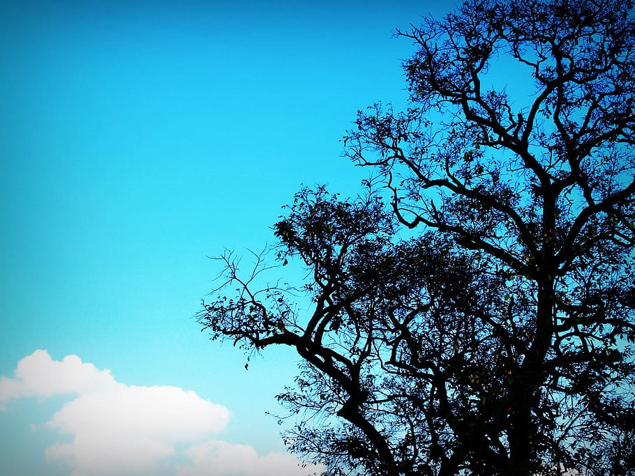 fusta, naturalesa, cel, núvols, fons, branques, colors, medi ambient, fulles, a l'aire lliure, arbre, tronc, blanc, planta, blau, vista d’angle baix, bellesa a la natura, cap gent, branca, núvol - cel, dia, creixement, tranquil·litat, silueta, escenics - natura, còpia espai, llum solar, escena tranquil·la, arbre d’arbre, copa de l'arbre, 2K