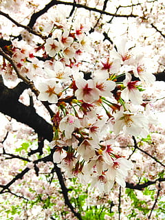 körsbär, I full blomning, vår, blommande växt, växt, blomma, bräcklighet, sårbarhet, tillväxt, träd, friskhet, gren, skönhet i naturen, springtime, körsbärsblom, dag, fruktträd, natur, kvist, närbild, vit färg, fruktträdgård, inget folk, blomhuvud, körsbärsträd, utomhus, pollen, Bukett, 2K, CC0, offentligt domän, royaltyfria