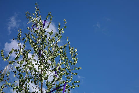maypole, medis, juostos, plazdėjimas, vėjas, beržas, paprotys, muitinės, 1, Gegužė, tradicija, kukurūzų medis, maypole įsteigta, festivalis, šventė, pobūdį, mėlyna, filialas, gėlė, augalų, dangus, lauke, žemas kampo vaizdas, grožis gamtoje, augimą, nėra žmonių, šviežumas, žydintys augalai, pavasarį, dieną, švarus dangus, žiedas, balta spalva, trapumas, 5K, CC0, Viešasis domenas, nemokamai