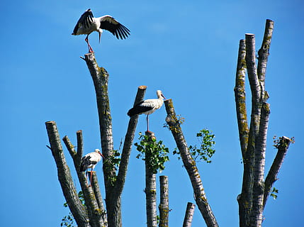 storker, tre, stork, vår, fugl, natur, eng, hvit stork, dyreliv, dyr, dyre temaer, dyr i naturen, virveldyr, himmel, anlegg, ingen folk, blå, klar himmel, flying, dag, ett dyr, vekst, sollys, kaktus, saftig plante, utendørs, 4K, CC0, offentlig domene, opphavsrett gratis