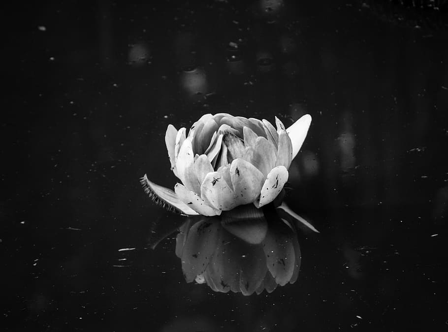 Graustufenfotografie, Pfingstrose, Graustufenblume, Eines Tages, Tagesblume, Natur, Seerose, Teich, Pflanze, Blume, Blütenblatt, Blütenkopf, Blatt, Lotus Seerose, Schönheit in der Natur, Wasser, Nahansicht, See, Sommer-, einzelne Blume, Botanik, pinke Farbe, blühen, Frische, Reflexion, ein Tier, keine Leute, blühende Pflanze, Blütenstand, Verletzlichkeit, Zerbrechlichkeit, Wachstum, Tier, drinnen, Pollen, schwarzer Hintergrund, auf dem Wasser schwimmen, 2K