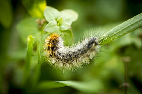 caterpillar, macro photography, hairy, larvae, insect, bug, leaf, furry, animal, animal themes, animal wildlife, one animal, animals in the wild, nature, invertebrate, close-up, plant, no people, outdoors, beauty in nature, day, flower, focus on foreground, flowering plant, green color, environment, 5K, CC0, public domain, royalty free