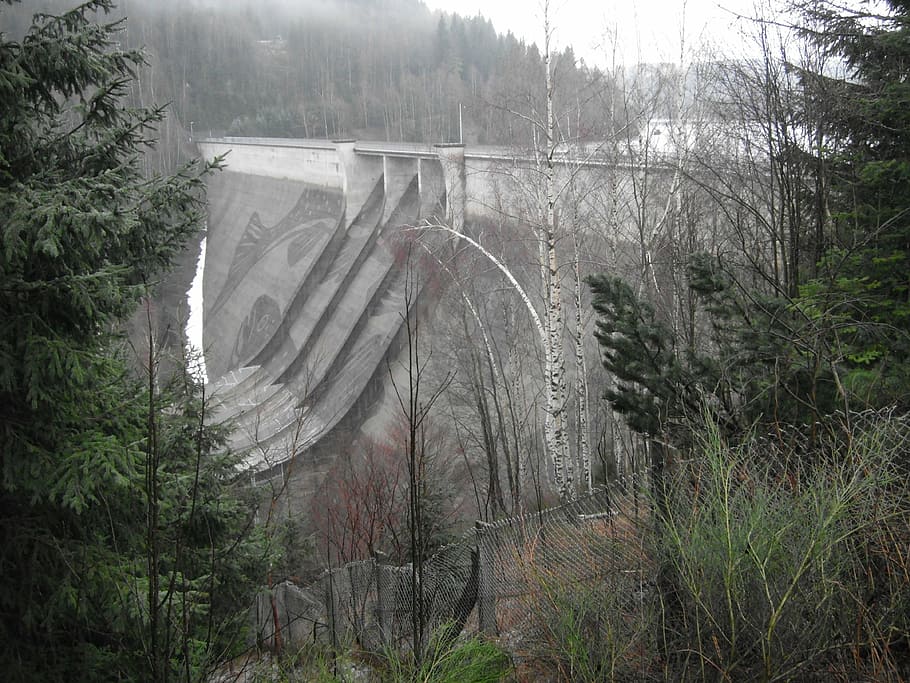 diga, albero, pianta, foresta, natura, terra, crescita, nessuno, connessione, ponte - struttura fatta dall'uomo, ponte, la tranquillità, mezzi di trasporto, scenics - natura, giorno, scena tranquilla, struttura costruita, scena non urbana, bellezza nella natura, ambiente, all'aperto, 4K