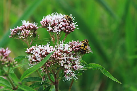 sis, bal arısı, çamur, yarı saydam, sis arı, çamur arısı, yarı saydam arılar, keilfleckschwebfliege, hoverfly, eşekarısı uçmak, çiçek, bitki, Çiçek açmak, doğa, yeşil, bitki örtüsü, çayır, yaz, sivri çiçek, çimen, böcek, bir hayvan, Yaprak, vahşi hayvanlar, çiçekli bitki, omurgasız, hayvan yaban hayatı, hayvan, hayvan temaları, doğada güzellik, kırılganlık, tazelik, büyüme, taçyaprağı, Güvenlik açığı, kapatmak, çiçek kafa, tozlaşma, insansız, mor, yabanarısı, 1080P, CC0, kamu malı, telif ücretsiz