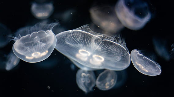 centrat, foto, meduses, selectiu, focalitzar la fotografia, tres, blanc, mar, peix, flotar, sota l'aigua, mínim, negre, animal, naturalesa, vida salvatge, la vida marina, gelea, aquari, macro, cànon, aigua, temes d'animals, fauna animal, animals a la natura, marí, nedar, invertebrat, grup d’animals, cap gent, primer pla, animals en captivitat, bellesa a la natura, a l'aire lliure, submarí, 5K, CC0, domini públic, lliure de regalies