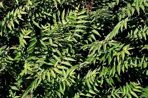 sai, verde, vegetal, árvore, grama, para trás, textura, plantar, parte da planta, folha, beleza na natureza, cor verde, crescimento, natureza, dia, tranquilidade, luz solar, ao ar livre, terra, botânica, quadro completo, ninguém, samambaia, folhagem, floresta, Primavera, 2K, CC0, domínio público, royalty free