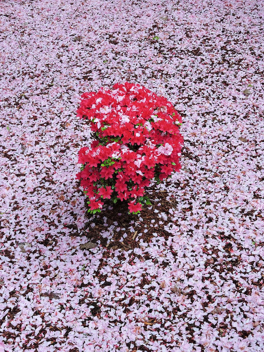 Rosa, rot, Azalee, Frühling, Blume, Pflanze, blühende Pflanze, Frische, Zerbrechlichkeit, Verletzlichkeit, Blütenblatt, Schönheit in der Natur, pinke Farbe, Natur, Nahansicht, Wachstum, keine Leute, Blütenkopf, Blütenstand, High Angle View, Tag, direkt darüber, Feld, draußen, Beton, 4K