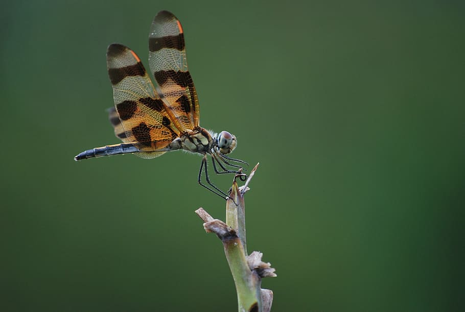 marró, gris, libèl·lula, insecte, naturalesa, error, volar, disseny, ala, bonic, fragilitat, estiu, colorit, portada de les ales, cames, perca, verd, macro, de prop, antenes, taronja, posat, detall, tancar, cap, animal, vida salvatge, primer pla, fauna animal, temes d'animals, animals a la natura, un animal, bellesa a la natura, invertebrat, ala dels animals, planta, cap gent, centrar-se en primer pla, flor, papallona - insecte, dia, vulnerabilitat, a l'aire lliure, fons verd, 2K