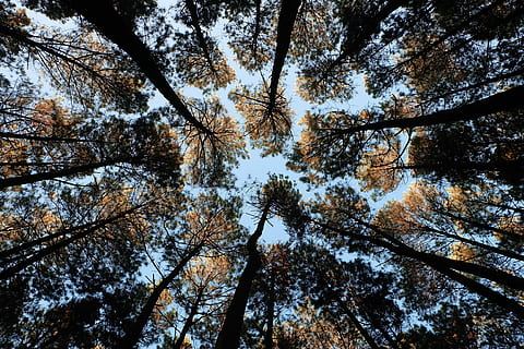 Wurmauge, Foto ansehen, hoch, Bäume, Winkel Fotografie, Tageszeit, Untersicht, Wald, Baum, Kiefer, Wald Ansicht von unten, immergrün, Landschaft, fujifilm, bristant, bangkitristant, indonesisch, Jogja, Imogiri, Pflanze, Flachwinkelansicht, Schönheit in der Natur, Wachstum, keine Leute, Ruhe, Himmel, Ast, Baumstamm, Kofferraum, Natur, Land, Tag, Baumkrone, große Höhe, Hintergründe, draußen, Vollbild, direkt darunter, Nadelbaum, Kiefernwald, 4K, CC0, gemeinfrei, lizenzfrei