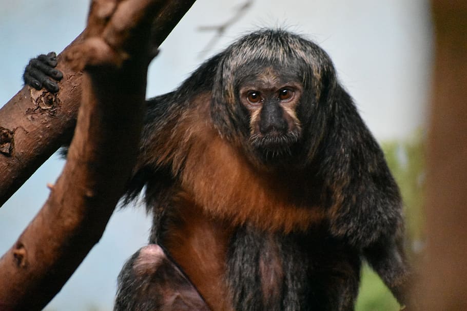 Affe, Zoo, braun, Primas, Säugetier, ein Tier, Tierwelt, Tiere in freier Wildbahn, Baum, Wirbeltier, keine Leute, Tag, Natur, Fokus auf den Vordergrund, Porträt, Tiere in Gefangenschaft, Umgebung, 5K