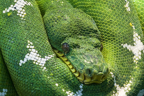 closeup, photo, green, white, snake, python, animal, scale, creature, snakehead, serpentes, terrarium, risk, green tree python, head, drawing, snakes, eyes, portrait, animal themes, animal wildlife, one animal, animals in the wild, reptile, vertebrate, no people, green color, close-up, day, nature, animal body part, animal scale, animal head, outdoors, animals in captivity, zoo, plant, 5K, CC0, public domain, royalty free