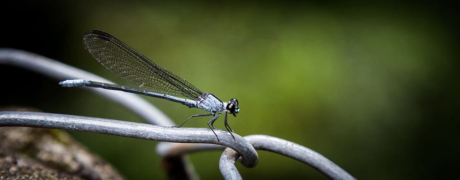 Damselfly, Insekt, Flügel, Porträt, Tierwelt, Natur, ausruhen, Makro, Nahansicht, thront, zerbrechlich, Zaun, wirbellos, Tier, Tierthemen, ein Tier, Tierflügel, Tiere in freier Wildbahn, Pflanze, Fokus auf den Vordergrund, grüne Farbe, keine Leute, draußen, Schönheit in der Natur, Tag, Pflanzenteil, Tierkörperteil, 2K