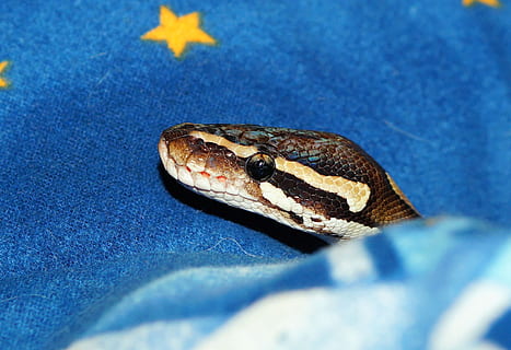 mojave python, constrictor, krajta, had, mojave, exotický, elegantní, ušlechtilý, plaz, portrét, zvíře, teplý, mazlivý, zvířecí portrét, zavřít, zvířat, jednoho zvířete, obratlovců, zvířata ve volné přírodě, modrý, detail, část těla zvířete, nikdo, podepsat, varovná cedule, zvířecí hlavy, sdělení, Příroda, selektivní zaměření, den, venku, zvířecí oko, jedovatý, 2K, CC0, veřejná doména, bez autorských práv