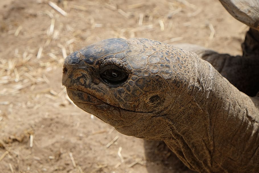 tartaruga, testa, avvicinamento, tartaruga, capo, un animale, fauna selvatica, animali allo stato selvatico, temi animali, rettile, animale, vertebrato, testa di animale, nessuno, parte del corpo animale, natura, concentrarsi sulle conoscenze acquisite, giorno, terra, all'aperto, vista laterale, zoologia, guscio di tartaruga, scala animale, 4K