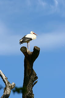 Storch, Baum, dom, Überblick, Rasselstorch, Himmel, Tierwelt, Tiere in freier Wildbahn, Tierthemen, Tier, Vogel, Wirbeltier, hocken, ein Tier, keine Leute, Flachwinkelansicht, Blau, Ast, Natur, Tag, klarer Himmel, Pflanze, draußen, Holzpfosten, 4K, CC0, gemeinfrei, lizenzfrei