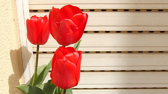 tulipa, vermell, primavera, cap gent, a l'interior, amor, forma del cor, boxa - esport, emoció positiva, flor, arquitectura, estructura construïda, globus, primer pla, frescor, funció de construcció de parets, en fila, planta, material de fusta, finestra, naturalesa, costat a costat, dia de Sant Valentí: vacances, 2K, CC0, domini públic, lliure de regalies