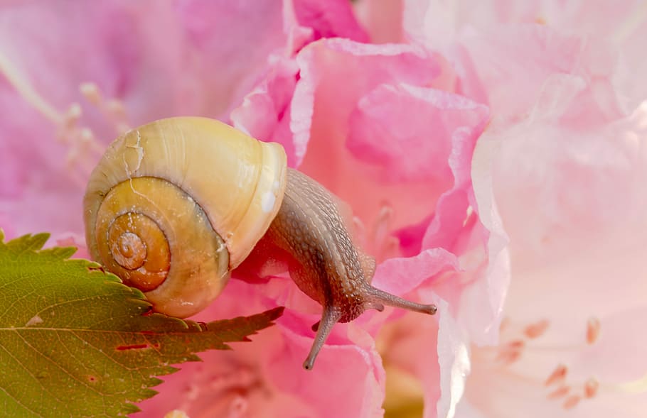 marró, cargol, rosa, flors de pètals, shell, espiral, mol·luscs, rèptils, closca de cargol, cargol de jardí, naturalesa, sonda, lentament, gatejar, animal, habitatge, tancar, vista, criatura, cargol de terra, viscós, taca, full, flor, planta amb flors, invertebrat, temes d'animals, color rosa, fauna animal, planta, un animal, mol·lusc, primer pla, bellesa a la natura, fragilitat, gasteròpode, pètal, cap gent, vulnerabilitat, cap de flor, a l'aire lliure, 5K