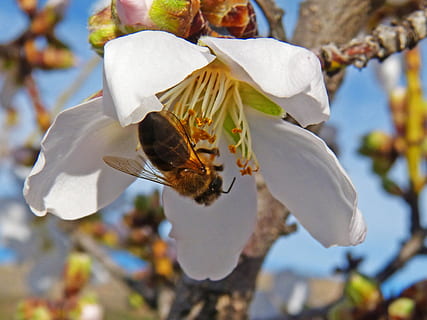 ape, fiore di mandorla, libar, fiore, pianta fiorita, fragilità, vulnerabilità, bellezza nella natura, pianta, petalo, crescita, avvicinamento, freschezza, concentrarsi sulle conoscenze acquisite, animali allo stato selvatico, Colore bianco, testa di fiore, fauna selvatica, nessuno, temi animali, invertebrato, natura, polline, primavera, impollinazione, all'aperto, fiore di ciliegio, bombo, 2K, CC0, dominio pubblico, privo di copyright