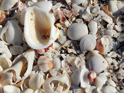 shell, strand, havskal, sand, skal, strand, hav, ferie, ocean, vand, strand sand, turisme, stor gruppe af objekter, ingen mennesker, fuld ramme, baggrunde, tæt på, dag, muslingeskal, dyreskal, stilleben, overflod, dyreliv, hvid farve, mad, dyr, høj vinkel visning, indendørs, mad og drikke, valg, friskhed, tekstureret, marine, 4K, CC0, offentligt domæne, royaltyfrie