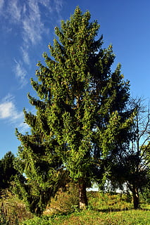 net, boom, natuur, naaldboom, tik, groen, kroon, grenen kas, fabriek, hemel, blauw, mooi, zachte hout, gelijkmatig, gezond, groei, schoonheid in de natuur, groene kleur, geen mensen, dag, kalmte, lage hoekweergave, scenics - natuur, zonlicht, rustige scène, land-, buitenshuis, niet-stedelijke scène, milieu, tak, dennenboom, 5K, CC0, publiek domein, royaltyvrij