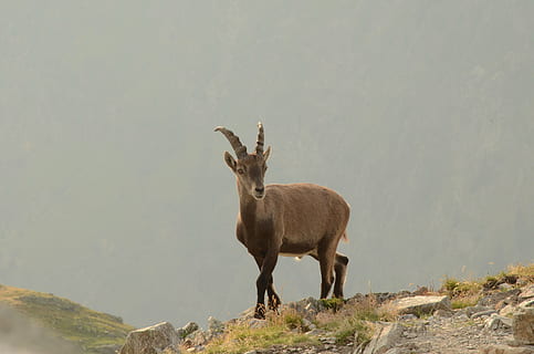 vaskeskind, Brevent, bjerg, dyre temaer, dyr, pattedyr, dyreliv, et dyr, dyr i naturen, hvirveldyr, stående, hjort, natur, klippe, dag, husdyr, ingen mennesker, rock-objekt, jord, planteædende, fuld længde, solid, udendørs, 4K, CC0, offentligt domæne, royaltyfrie