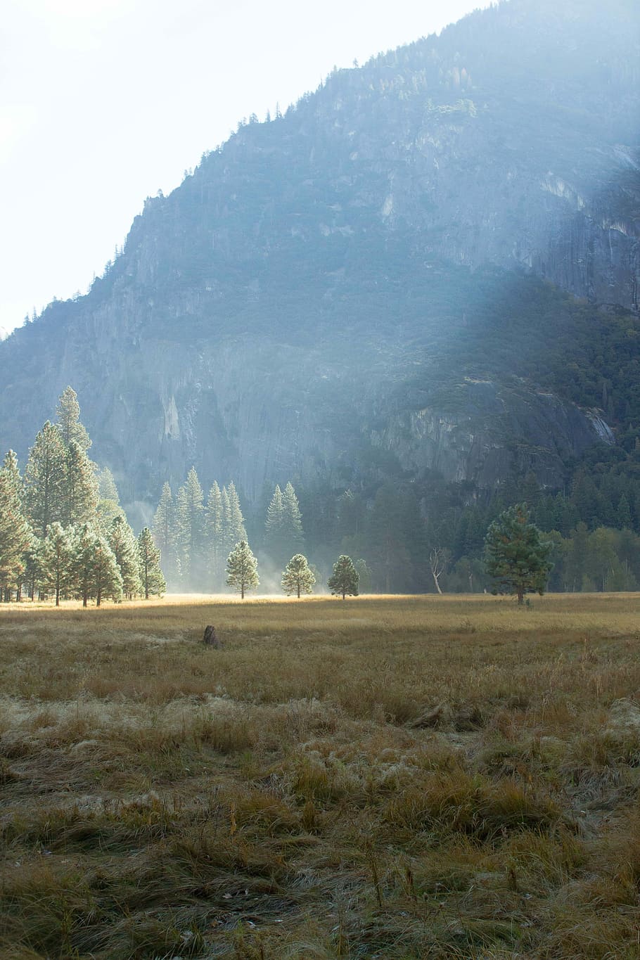 yosemitu, mlha, pole, strom, Příroda, hora, les, borovice, životní prostředí, klidné scény, klid, krása v přírodě, rostlina, scenics - příroda, krajina, přistát, mimoměstské scény, nikdo, den, nebe, idylický, růst, tráva, venku, mlhavý, 5K