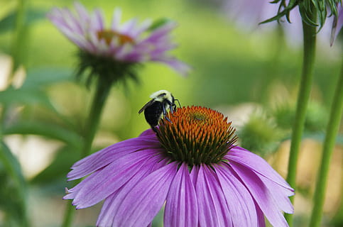 ape, viola, margherita, insetto, macro, impollinazione, natura, fiore, pianta, avvicinamento, estate, coneflower, temi animali, animale, fauna selvatica, un animale, animali allo stato selvatico, bellezza nella natura, fragilità, invertebrato, pianta fiorita, petalo, freschezza, vulnerabilità, testa di fiore, concentrarsi sulle conoscenze acquisite, nessuno, colore rosa, polline, bombo, 4K, CC0, dominio pubblico, privo di copyright