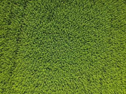 textile vert, vert, texture verte, surface, vue de drone, aérien, vue aérienne, explorer, forêt, surface de la forêt, la nature, paysage, monochrome, couleur verte, plein cadre, arrière-plans, plante, herbe, croissance, sport, personne, environnement, pelouse, feuillage luxuriant, feuillage, terrain de golf, beauté dans la nature, tranquillité, champ, terre, gazon, le golf, en plein air, green - parcours de golf, printemps, 4K, CC0, domaine public, libre de droits