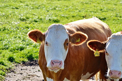 sapi, daging sapi, pemamah biak, ternak, paarhufer, padang rumput, hewan, rumput, pertanian, sapi perah, susu sapi, peternakan sapi, alam, dunia Hewan, binatang lokal, lokal, mamalia, hewan peliharaan, tema binatang, bertulang belakang, bidang, tanah, ternak domestik, melihat kamera, menanam, label ternak, potret, satu binatang, tidak ada orang, di luar rumah, herbivora, 5K, CC0, domain publik, bebas royalti