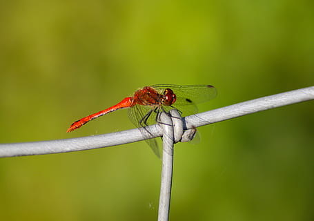 libélula, rojo, insecto, transparente, ala, filigrana, insecto volador, libélula roja, ala esqueleto, sentar, naturaleza, brillante, jardín, verano, invertebrado, temas de animales, fauna animal, animales en la naturaleza, un animal, animal, planta, de cerca, centrarse en primer plano, color verde, ala animal, tallo de la planta, nadie, día, al aire libre, parte de la planta, zoología, brizna de hierba, 2K, CC0, dominio público, libre de derechos